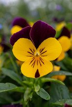 Beautiful Yellow Pansy Flower During Spring Time