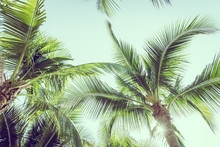 Coconut Palm Tree With Sky Background