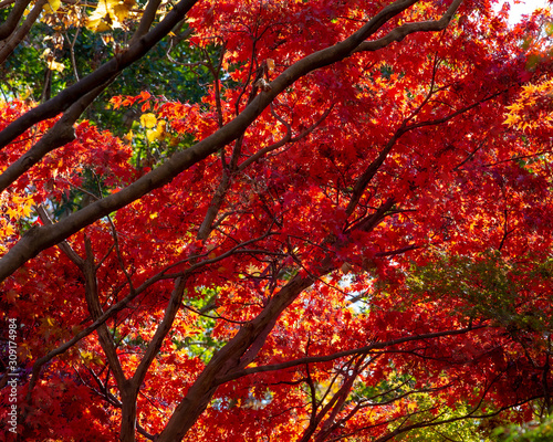 神代植物公園の紅葉 Buy This Stock Photo And Explore Similar Images At Adobe Stock Adobe Stock