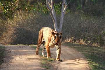 Wall Mural - male tiger, panthera tigris, bandipur national park, karnataka, india