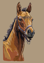 Hand Drawing Horse Portrait Vector 24