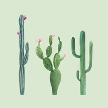 Beautiful Three Vector Watercolor Cactus Hand Drawn Illustrations Set. Transparent Background. Isolated Objects.