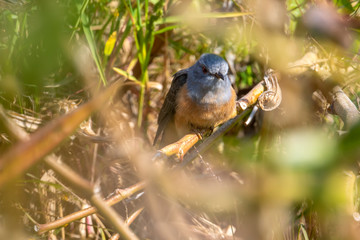 Wall Mural - Plaintive Cuckoo (Formal Name: Cacomantis merulinus), Male