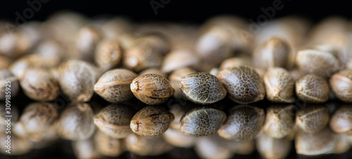Cuadros en Lienzo Macro Close-up Focus of Cannabis Marijuana Seeds on a reflective black backgroun