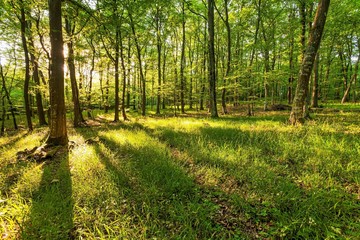 Wall Mural - beautiful shot of the sun rising over a green forest with different kinds of plants