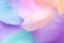 Pastel Colour Feather Abstract Background
