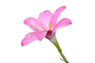 Pink rain lily (Zephyranthes sp.) on white background