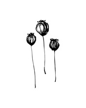 Hand Drawn Dried Poppy Seed Pods Set Painted By Ink. Grunge Style Brush Painting Vector Silhouettes. Black Isolated Imprint On White Background