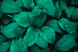 © Nabodin - leaves of Spathiphyllum cannifolium, abstract green texture, nature background, tropical leaf