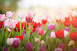 Beautiful bouquet of red and pink tulips in spring nature for card design and web banner. Selective focus