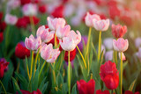 Fototapeta Tulipany - Beautiful bouquet of red and pink tulips in spring nature for card design and web banner. Selective focus