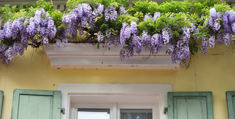 Beautiful lilac wisteria grows near the cornice above the window of an old house in a European city