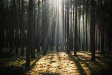 Beautiful View Of The Sun Shining Through The Tall Trees In A Forest