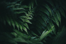Green Fern Background In The Forest
