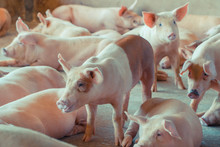 Group Of Pig That Looks Healthy In Local ASEAN Pig Farm At Livestock. The Concept Of Standardized And Clean Farming Without Local Diseases Or Conditions That Affect Pig Growth Or Fecundity