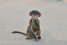 Cute Baby Monkey Sitting On An Asphalt Road  With His Hand Under His Chin