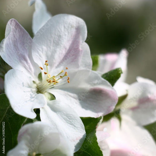 Fototapeta kwiat jabłoni   duzy-bialy-kwiat-jabloni-w-poblizu-zielonych-mlodych-lisci-w-oryginalnym-oswietleniu-slonecznym