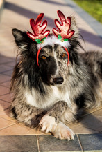 Cute Dog With Christmas Reindeer Horns