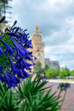 Purple Flowers At The Pearl In San Antonio, TX