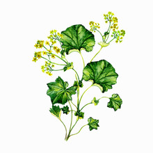 Watercolor Botanical Illustration Of Medical Plant, Lady's Mantle Illustration, Isolated Botanical Illustration