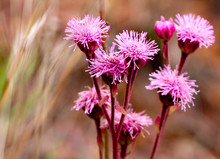 Vibrant Pink Pompom Weed Against Soft Focus Background