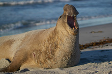 Male Southern Elephant Seal (Mirounga Leonina) With Mouth Open And Roaring During The Breeding Season On Sea Lion Island In The Falkland Islands.
