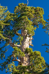 Sequoia National Park. California. USA.