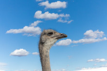 Portrait Of Ostrich Against Cloudy Sky
