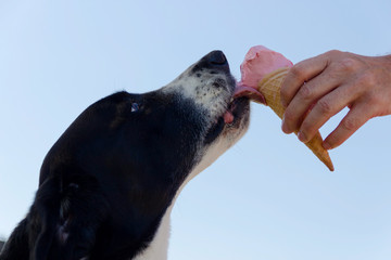 Dog eating ice cream with blue sky as background