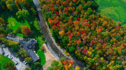 Wall Mural - Autumn gold color forest aerial view.