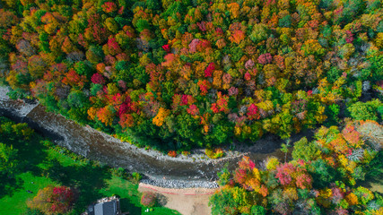 Wall Mural - Autumn gold color forest aerial view.