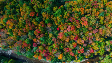 autumn gold color forest aerial view.