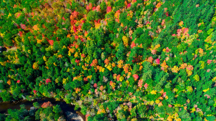 Wall Mural - Autumn gold color forest aerial view.