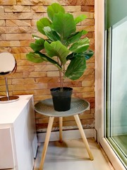 Wall Mural - Green potted plant on a coffee table on brown stone brick wall background. Modern interior decorations of a living room.