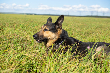 German shepherd of different colors on the green grass are sitting. A well-bred dog in the meadow walks and runs.