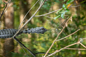 Wall Mural - Alligator head. Everglades National Park. Florida. USA. 