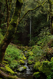 Fototapeta Krajobraz - forest with a waterfall on the summit of the island of Gran Canaria