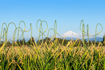 Beautiful curved garlic scapes stand tall in a garlic farm in Abbotsford, BC, Canada with Mount Baker as the backdrop