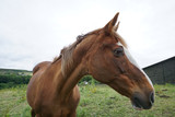 Fototapeta Konie - The profile of a horse