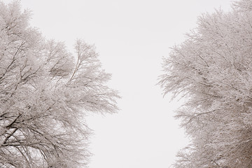 Frosty trees with white sky