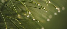 Pine Branch With Green Needles In Raindrops Closeup.