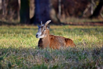 Wall Mural - Young Mouflon Male Lying Down in Grass Winter Portrait Ovis Aries Musimon