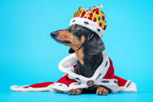 Black And Tan Adorable Dachshund Dog In A Royal Mantle And A Crown On Blue Background