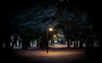 Light in the park