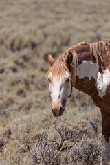 Canvas Print - Beautiful Wild Horse in Colorado in Summer