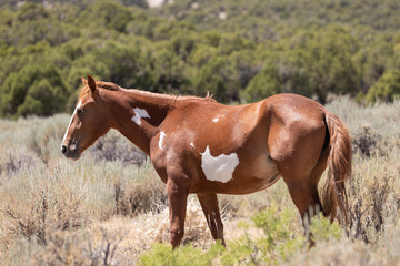 Sticker - Beautiful Wild Horse in Colorado in Summer