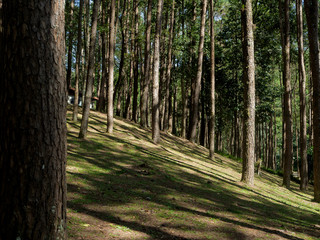 Fototapeta pine forest in doi inthanon national park , thailand