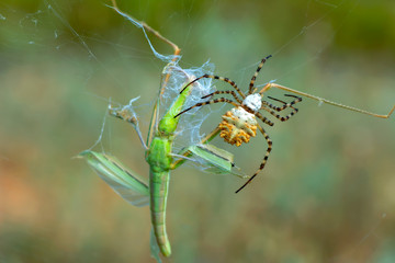 Beautiful spider feasting on Grasshopper. Macro photo.