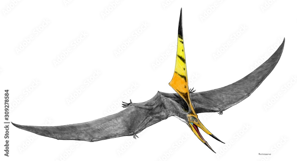 翼竜Aetodactylusの歯　翼竜　恐竜　化石　白亜紀　アメリカ The Lost Universe 巨大翼竜③魚食性巨大翼竜｜美原さつき