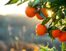Closeup Shot Of Mandarines Growing On The Tree With Blurred Background